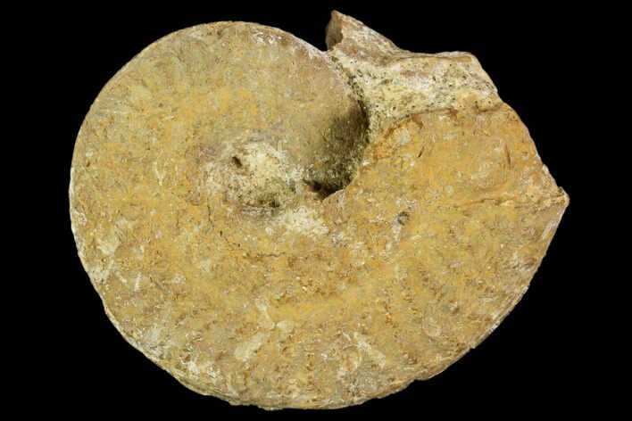 Fossil Ammonite (Ochetoceras) - France #104554